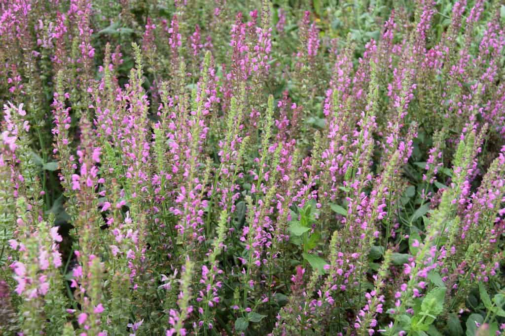 Salvia x sylvestris 'Rose Queen' ---